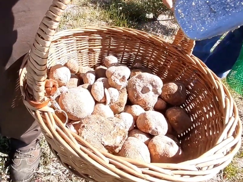 La criadilla de tierra (Terfezia arenaria) es un hongo subterráneo con gran interés culinario. Es una tradición muy arraigada en la población de Velada (Toledo), cuyas técnicas de recolección han pasado de generación en generación, utilizando los mismos conocimientos tradicionales para prospectar el terreno donde habita la planta a la que está asociada. A destacar la técnica visual del “resquebrajo” y los elementos artesanos punzantes para su extracción. Las criadillas de Velada